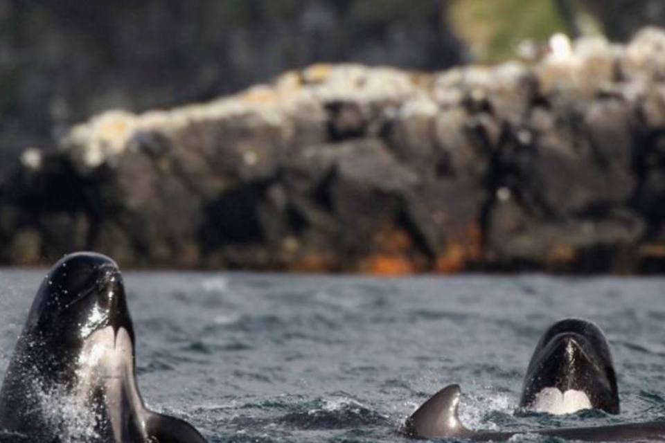 31 baleias-piloto morrem em praia da Nova Zelândia