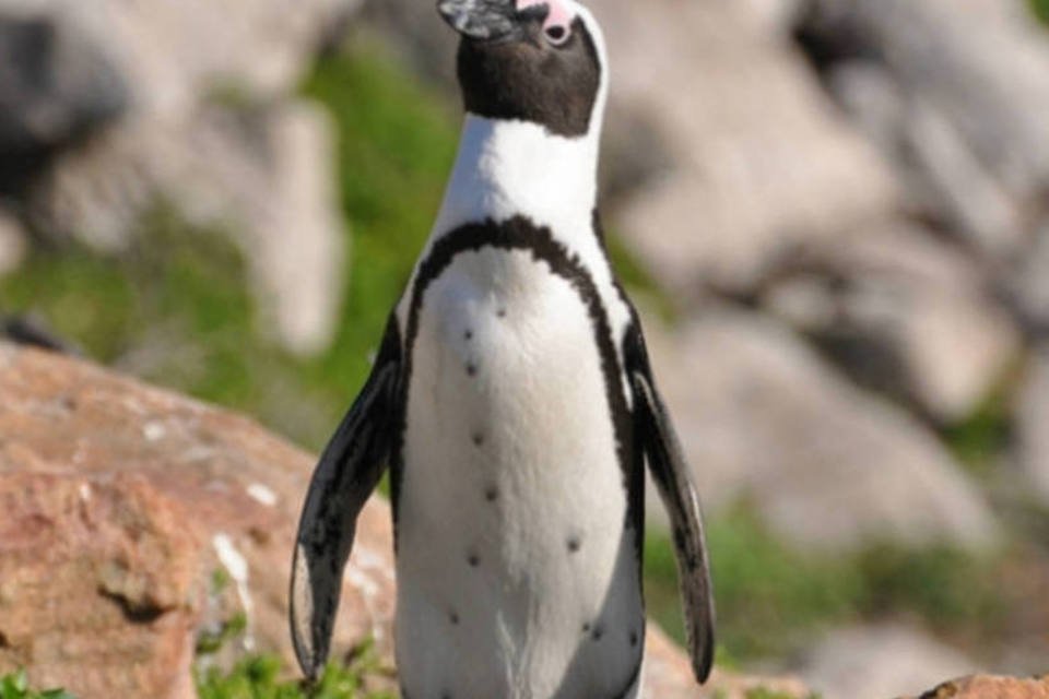 Cientistas traduzem comunicação entre pinguins africanos