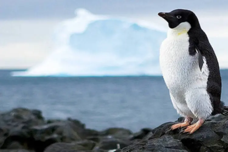 
	Pinguim na Ant&aacute;rtida: ao menos 41 animais foram encontrados no litoral norte em apenas uma semana
 (Christopher.Michel/Creative Commons/Flickr)
