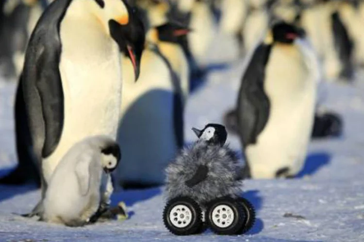 Pinguim-robô: ele ajudará a esclarecer padrões de reprodução e comportamento dos pinguins (AFP)