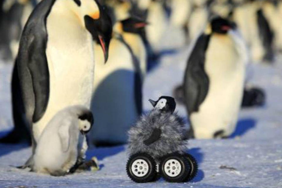 Robô disfarçado ajuda cientistas a estudar pinguins