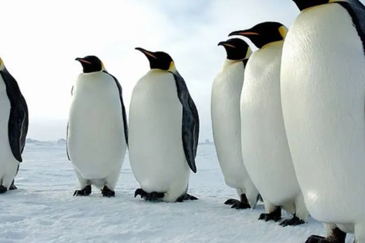 Embora os pinguins imperador não sejam uma espécie ameaçada, as pesquisas atuais indicam que os animais serão gravemente afetados (Wikimedia Commons)