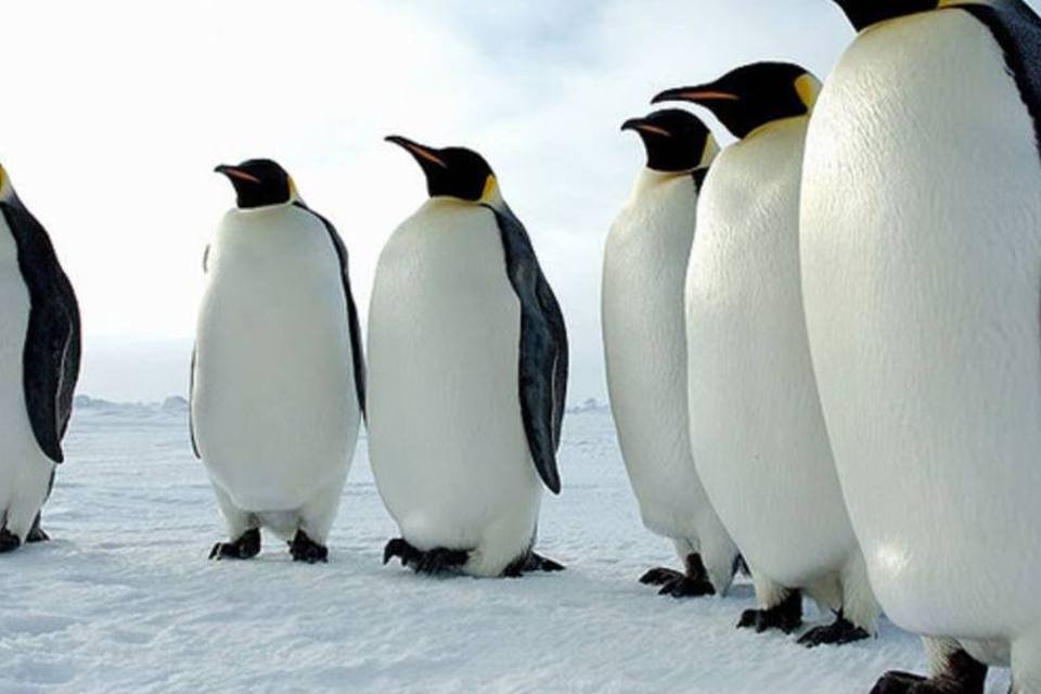 População de pinguins é o dobro de estimativas anteriores