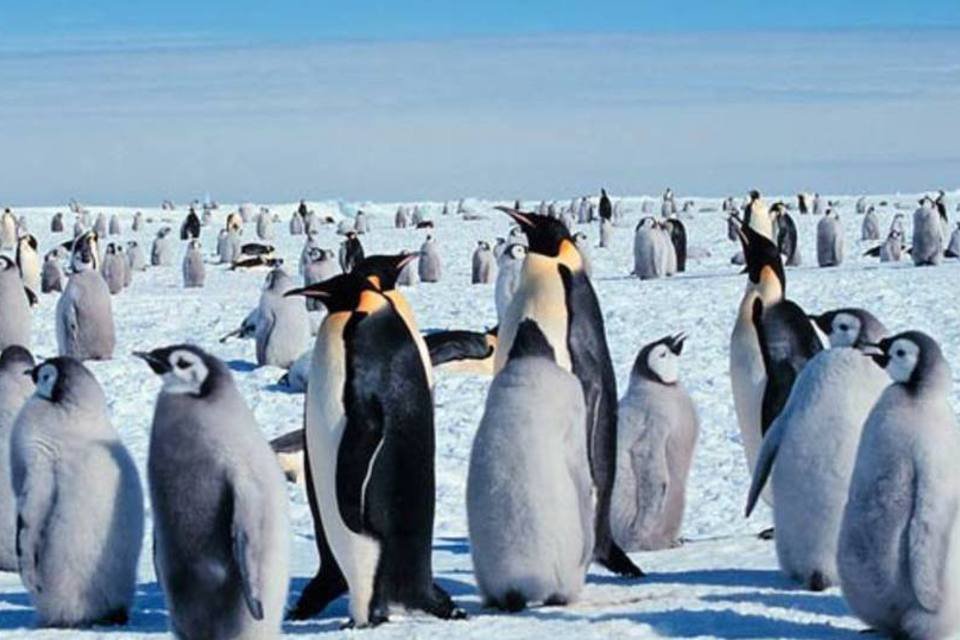 Aquecimento global ameaça maior espécie de pinguim do mundo