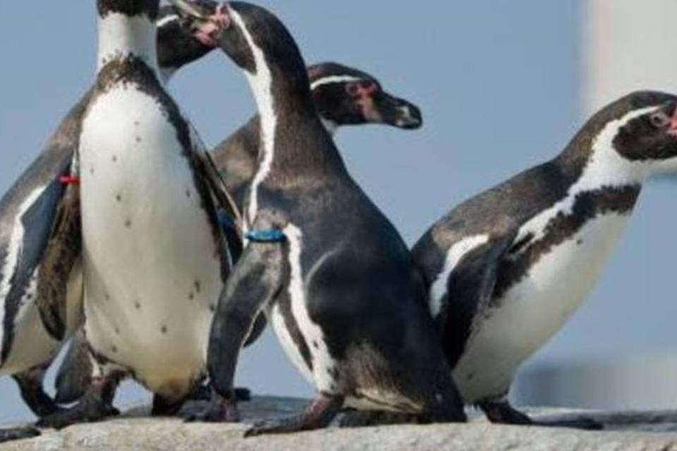 Pinguins de Humboldt aparecem degolados na costa peruana