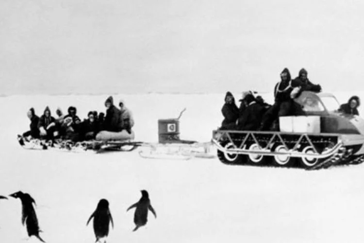 Foto de 1958 dos pinguins de Terra Adelia: atos de homossexualidade, de pedofilia e até mesmo de cópula de pinguins machos com fêmeas mortas foram descritos por Levick (AFP)