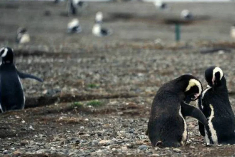 
	Pinguins de Magalh&atilde;es: &quot;As mudan&ccedil;as clim&aacute;ticas est&atilde;o provocando um aumento nas popula&ccedil;&otilde;es de gaivotas. O progn&oacute;stico &eacute; que no futuro elas podem vir a amea&ccedil;ar os pinguins&rdquo;, admite Aroca
 (AFP)