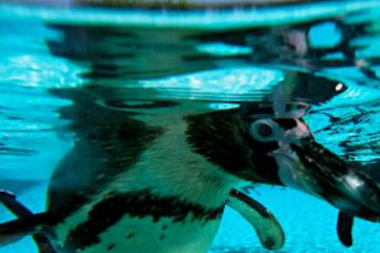 
	Pinguins: os animais manifestam seu n&iacute;vel de estresse mantendo-se no calor, em vez de entrar na &aacute;gua, que &eacute; o seu comportamento natural
 (AFP)