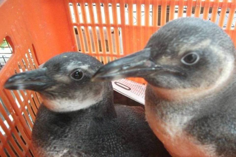Dois pinguins são resgatados na favela da Rocinha