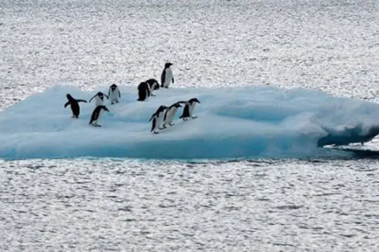 Pinguins em bloco de gelo perto da base brasileira Comandante Ferraz na Antártica em 10 de março de 2014
 (Vanderlei Almeida/AFP)