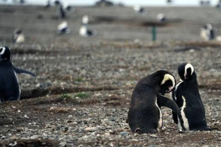 Pinguins na Ilha Magdalena (Vanderlei Almeira/AFP/AFP)