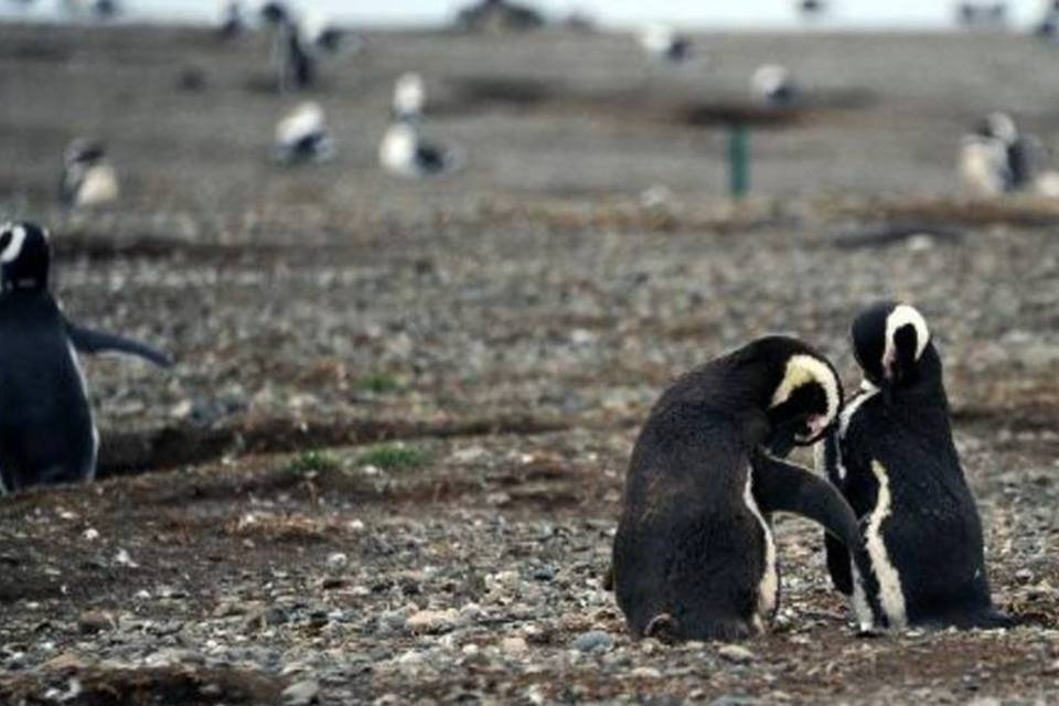 Pinguins na Ilha Magdalena (Vanderlei Almeira/AFP)