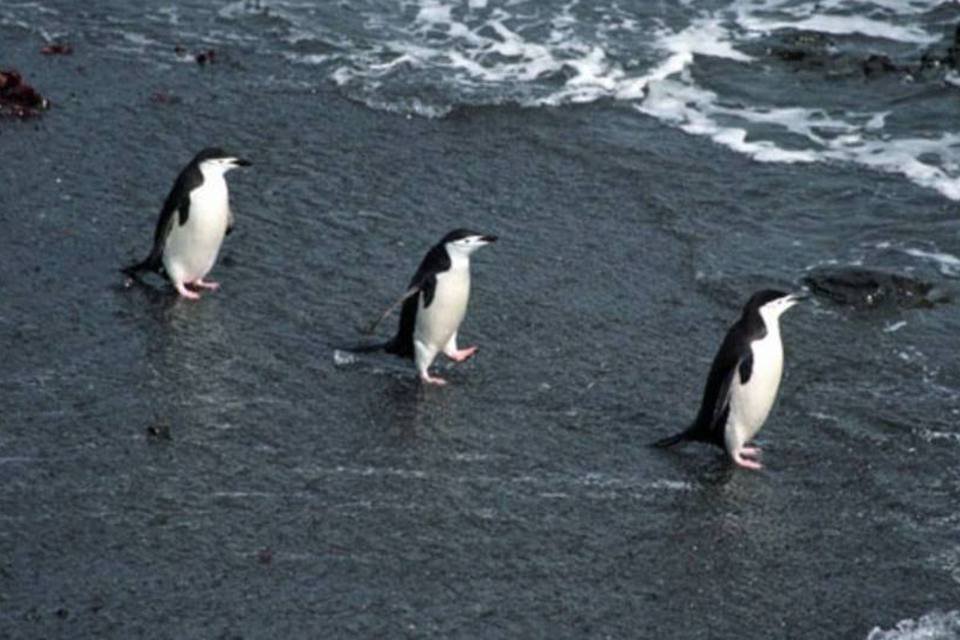 Iceberg ameaça 150 mil pinguins na Antártida