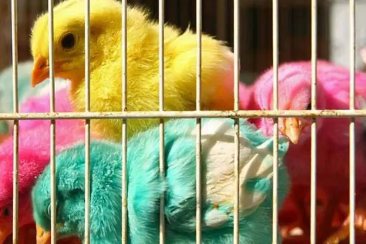 Metade dos estados americanos proíbe a coloração de passarinhos e outros animais   (Getty Images)