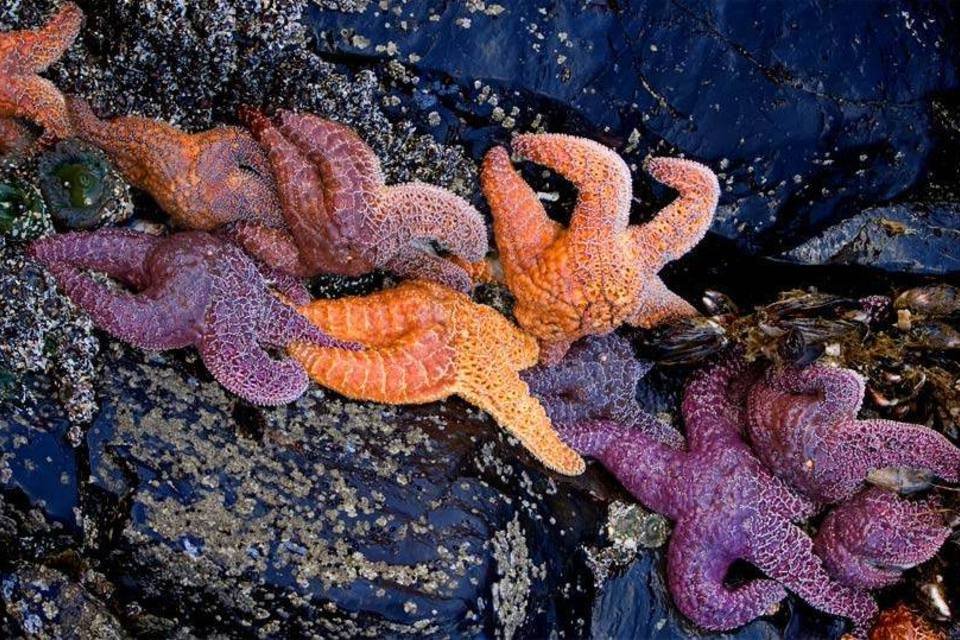 Um vírus misterioso está matando as estrelas-do-mar