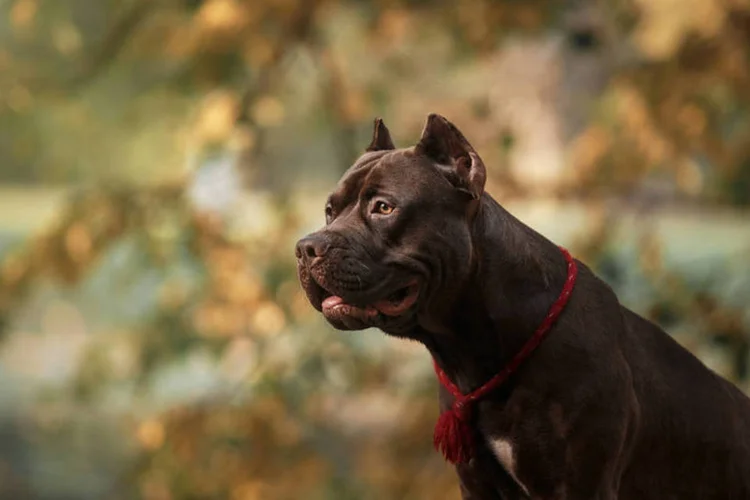 Pitbull: segundo a família, animal só ficava bravo com estranhos (ThinkStock/Exame)