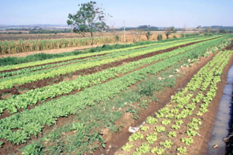 Plantação orgânica, que não utiliza agrotóxicos (.)