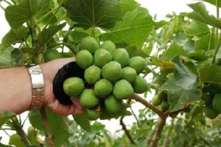 Frutos da J. curcas: cada um contém três sementes (.)