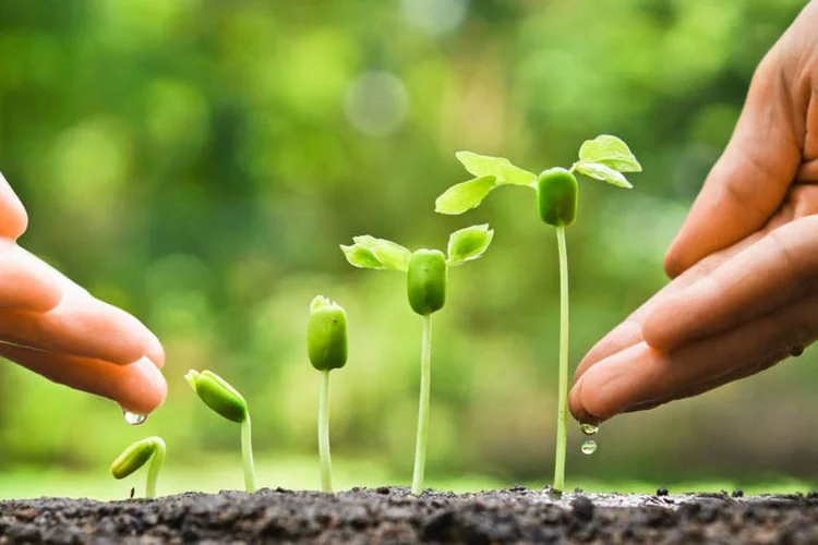 planta crescendo (Thinkstock)