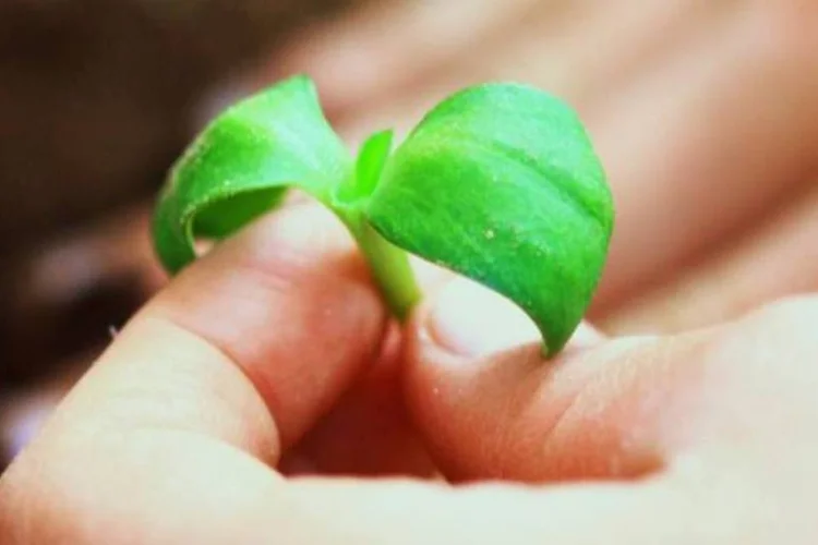 Inovação e práticas sustentáveis estão na pauta dos eventos deste mês (D Sharon Pruitt/Creative Commons)