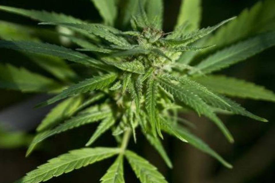 Uruguai regulamenta lei para maconha de uso medicinal