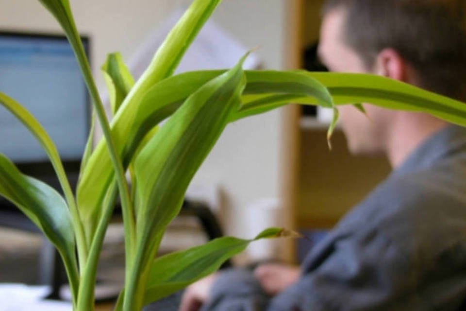 7 plantas que ajudam a limpar o ar em casa ou no escritório