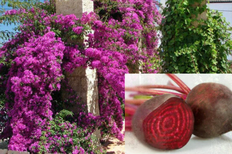 Belataínas: composto colorido encontrado na beterraba e em flores fluorescentes (Montagem)