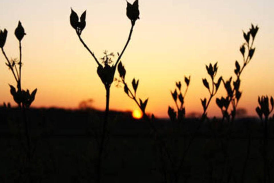 Plantas crescem menos com aquecimento global