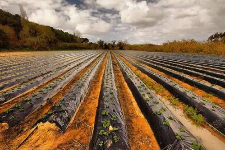 Plantação de alimentos: a região tem dois grandes desafios - implementar práticas sustentáveis e gerenciar recursos adequadamente (Fr Antunes/Creative Commons)