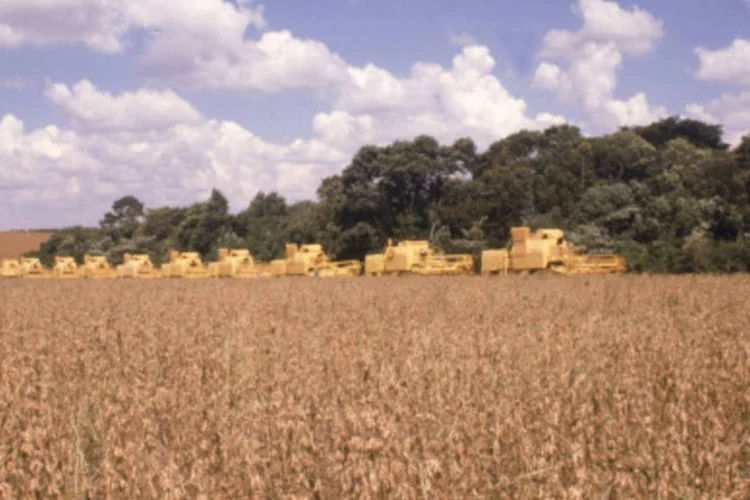 Segundo um relatório do Banco Mundial, 45 milhões de hectares de terras foram adquiridos em países em desenvolvimento em 2009 (NANI GOIS/Arquivo)