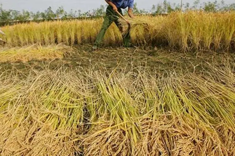 Plantação de arroz na China: nuvem de poluição e terras contaminadas prejudicam a produção agrícola (China Photos/Getty Images)