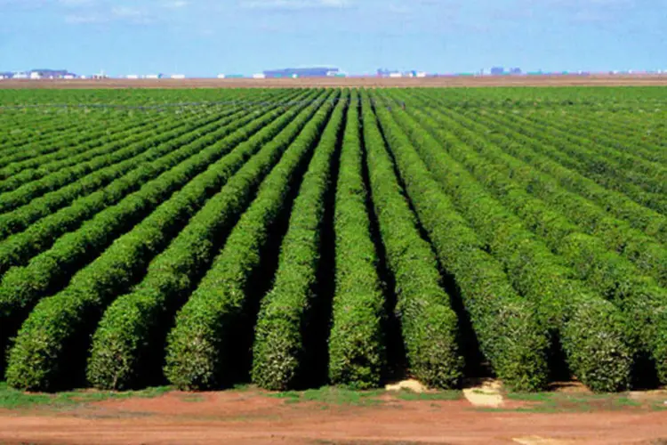 Segundo o Ministério de Agricultura, "o agronegócio vem em ritmo crescente” no país (Divulgação)