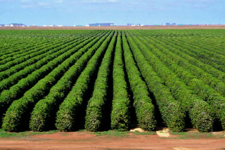 
	Planta&ccedil;&atilde;o de caf&eacute;: entre janeiro e setembro, o Brasil colocou nos mercados internacionais 19,5 milh&otilde;es de sacos de caf&eacute;, 19,3% a menos que no mesmo per&iacute;odo do ano passado
 (Divulgação)