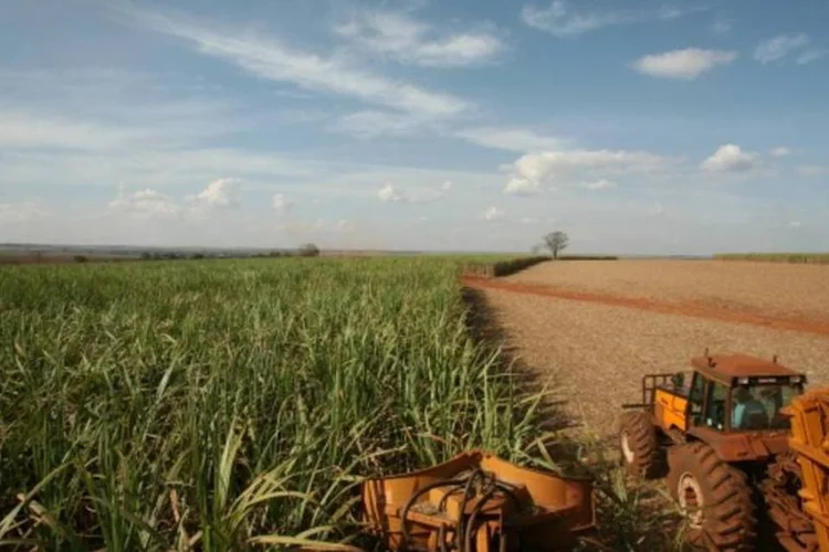 
	Os pre&ccedil;os dos produtos agr&iacute;colas no atacado ca&iacute;ram 0,70% na primeira pr&eacute;via do&nbsp;IGPM&nbsp;de novembro, em compara&ccedil;&atilde;o &agrave; queda de 0,21% em outubro
 (Kiko Ferrite/EXAME)