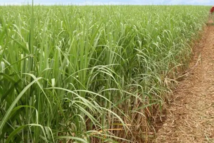 Plantação de cana-de-açúcar: Unica defendeu as exportações (Cristiano Mariz/Exame)
