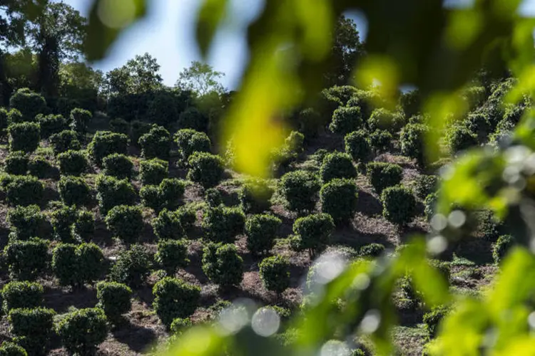 Plantação de café em uma fazenda em São Gerardo, no interior de Minas Gerais (Paulo Fridman/Bloomberg)