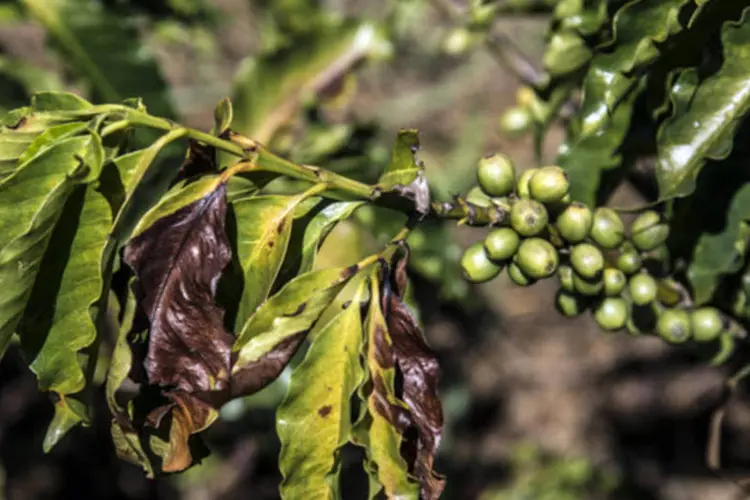 
	Planta de caf&eacute;, com algumas folhas marrons por conta da seca, na fazenda Tijuco Preto: seca&nbsp;levou os pre&ccedil;os do ar&aacute;bica a m&aacute;ximas em mais de dois anos
 (Paulo Fridman/Bloomberg)