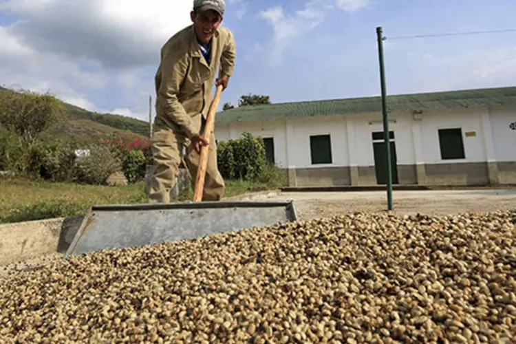 Trabalhador colhe grãos secos de café na plantação da Federação Nacional de Cafeicultores em Pueblo Bello, ao norte da província de Cesar, Colômbia (Jose Miguel Gomez/Reuters)