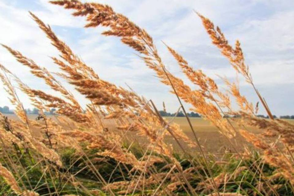 Ucrânia está pronta para iniciar embarques de milho