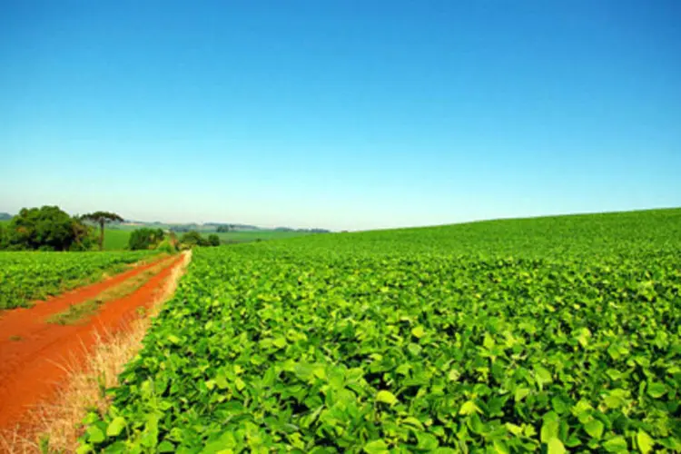 Área plantada total de grãos do Brasil, como a soja (foto), teve um aumento de 24,2%, chegando a 47,9 milhões de hectares (.)