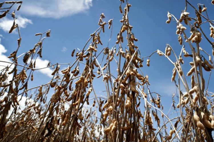 
	Soja: &quot;Acreditamos em bons rendimentos da soja nesta nova safra. Como todo fen&ocirc;meno clim&aacute;tico, o La Ni&ntilde;a traz aten&ccedil;&atilde;o&quot;
 (Paulo Fridman/Bloomberg)