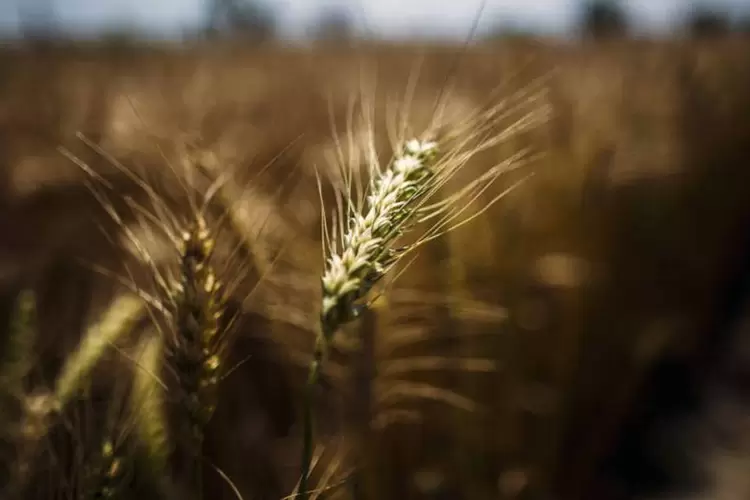 Plantação de trigo em Sonepat, na Índia (Prashanth Vishwanathanan/Bloomberg/Bloomberg)