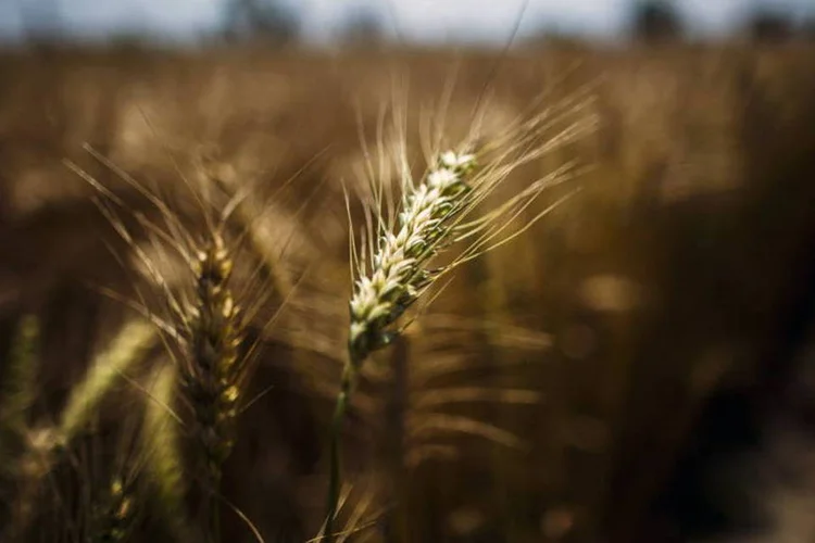 Plantação de trigo em Sonepat, na Índia (Prashanth Vishwanathanan/Bloomberg/Bloomberg)
