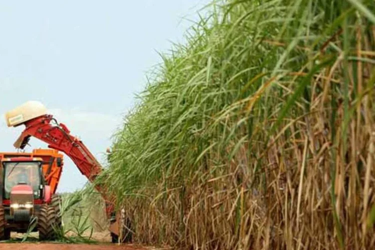 
	Cana-de-a&ccedil;&uacute;car: para a entidade, 53% da safra recorde prevista de 630 milh&otilde;es de toneladas em 2013/14 deve ser destinada &agrave; produ&ccedil;&atilde;o do combust&iacute;vel renov&aacute;vel
 (Divulgação)