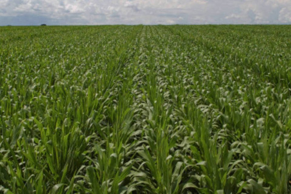 Atraso na soja pode reduzir área de milho em até 40% em MT
