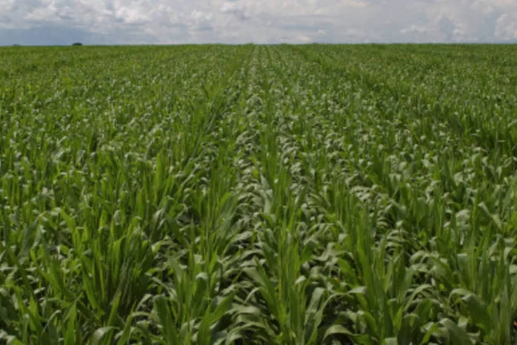 A alta de 5,15% no IPA Agricola foi puxada pela elevação do milho em grão, bovinos, aves, algodão em caroço e soja em grão (GERMANO LUDERS/Exame)