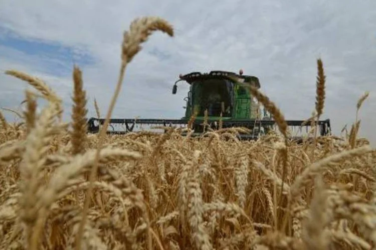 Plantação no sul da Rússia: PIB russo cresceu 0,8% no segundo trimestre (Danil Semyonov/AFP)
