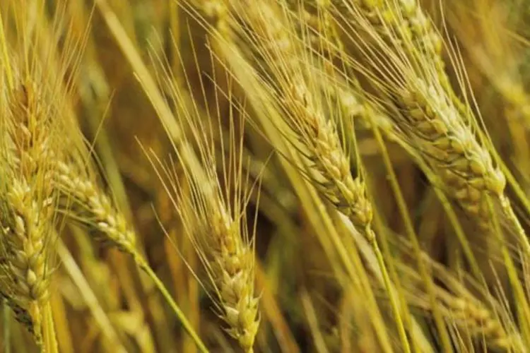 Plantação de trigo:grão atingiu o preço futuro recorde em janeiro (Luigi Mamprin/Guia Rural)