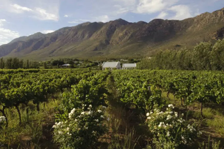 Plantação de uvas de uma vinícola sul-africana (Luciano Candisani/Viagem e Turismo)