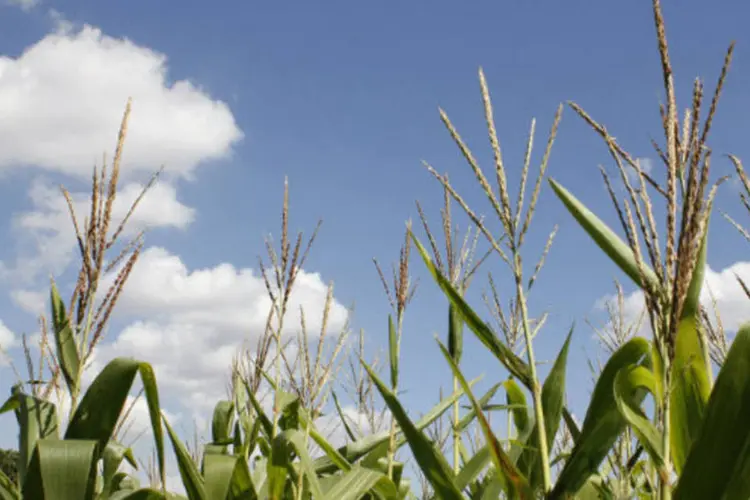 Plantação de milho: o arroz, o milho e a soja foram os três principais produtos cultivados (Marcos Santos/USP Imagens)